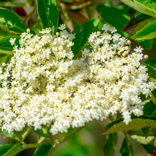 Viburnum tinus 'French White'