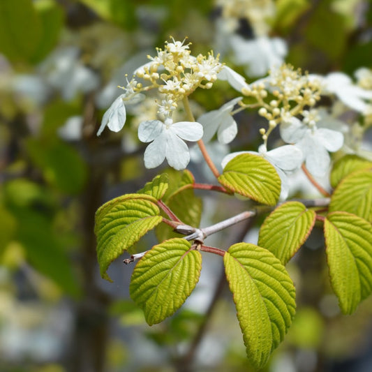 Viburnum plicatum Kilimanjaro flowers and foliage