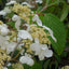 Viburnum plicatum Mariesii