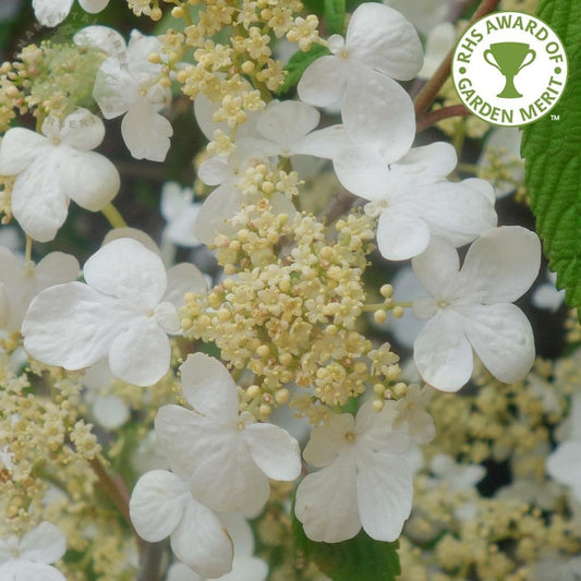 Viburnum plicatum Mariesii