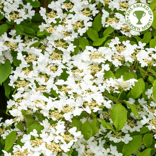 Viburnum plicatum 'Summer Snowflake'