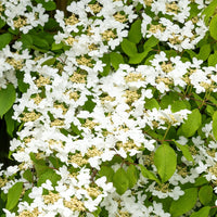 Viburnum plicatum 'Summer Snowflake'