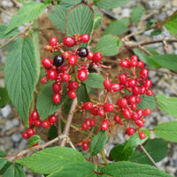 Viburnum plicatum 'Pink Beauty'