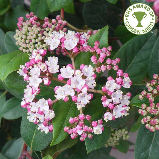 Viburnum tinus 'Eve Price'