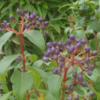 Viburnum tinus blue-purple berries