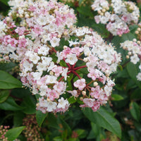 Viburnum tinus