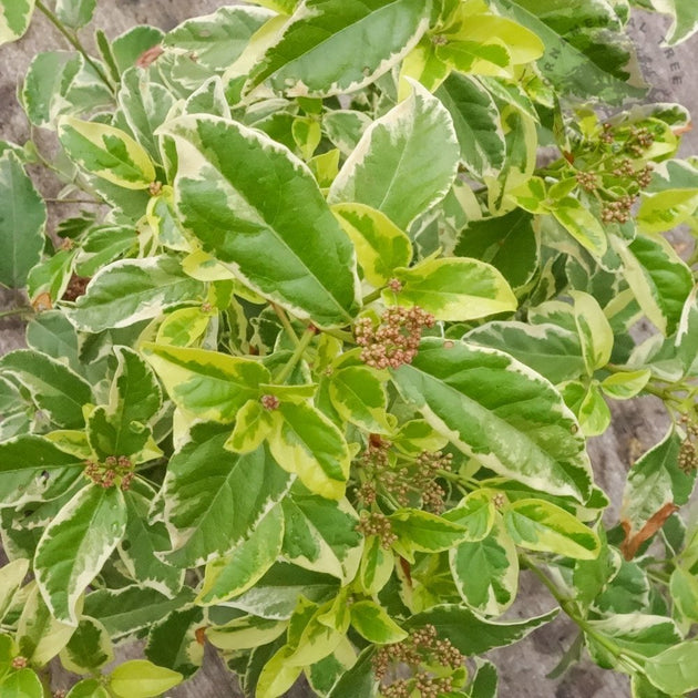 Viburnum tinus 'Variegatum'