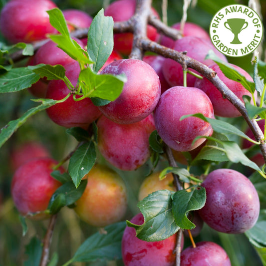 Victoria Plum tree