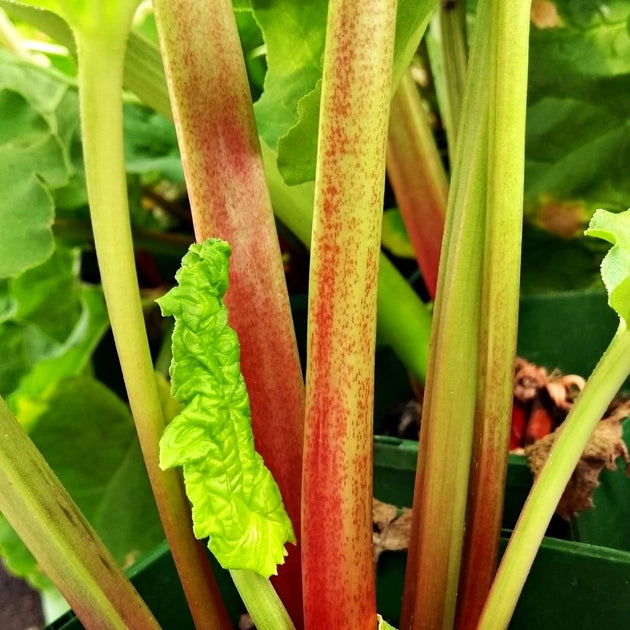 Victoria Rhubarb