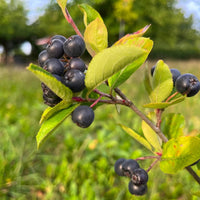 Aronia x prunifolia Viking Chokeberries