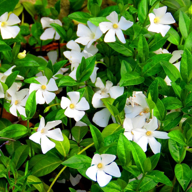 Vinca minor 'Alba'