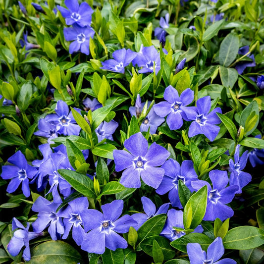 Vinca minor