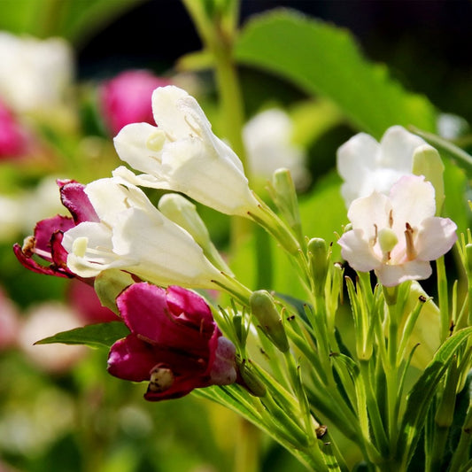 Weigela 'Marjorie' Shrub