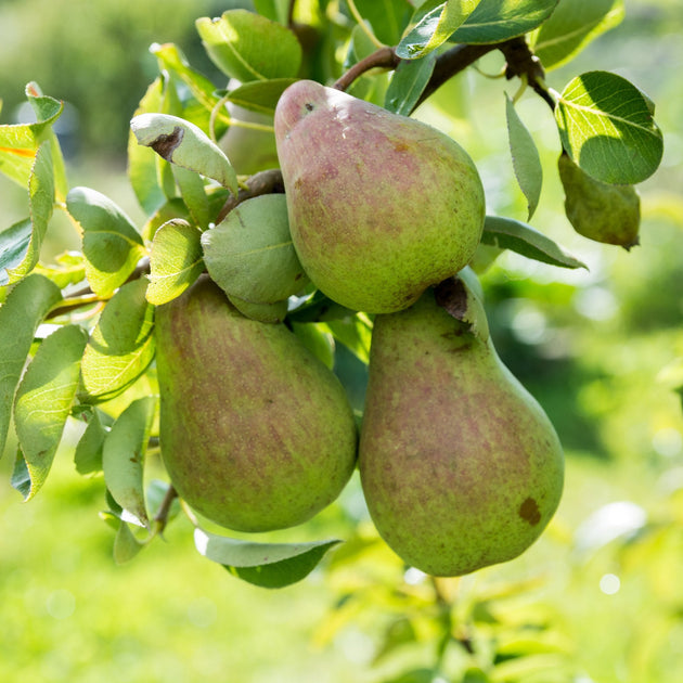 Williams Bon Chretien Pear tree