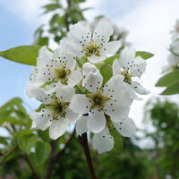 Williams Bon Chretien Pear flowers