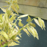 Wisteria brachybotrys 'Golden Dragon'