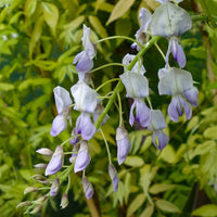 Wisteria brachybotrys 'Golden Dragon'