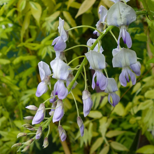 Wisteria brachybotrys 'Golden Dragon'