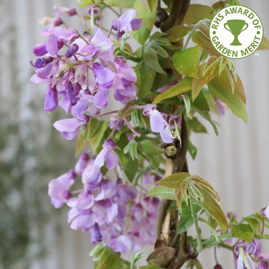 Wisteria brachybotrys 'Okayama'