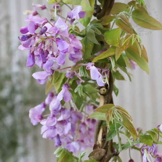 Wisteria brachybotrys 'Okayama'