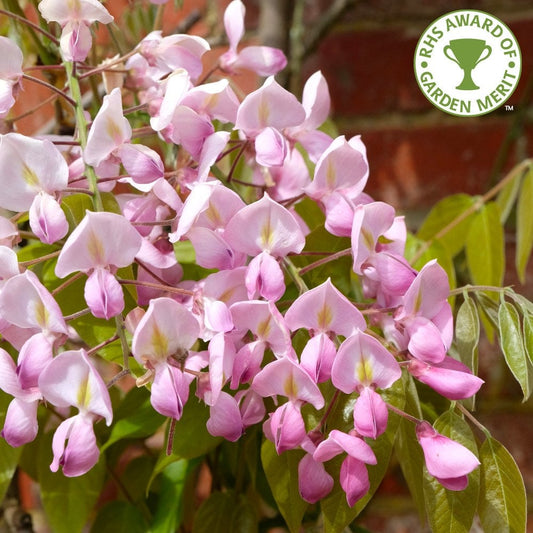 Wisteria Brachybotrys 'Showa-Beni' flowers