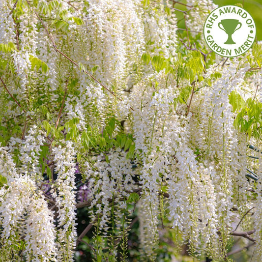 White Wisteria floribunda Alba