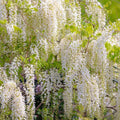 White Wisteria floribunda Alba