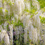 White Wisteria floribunda Alba