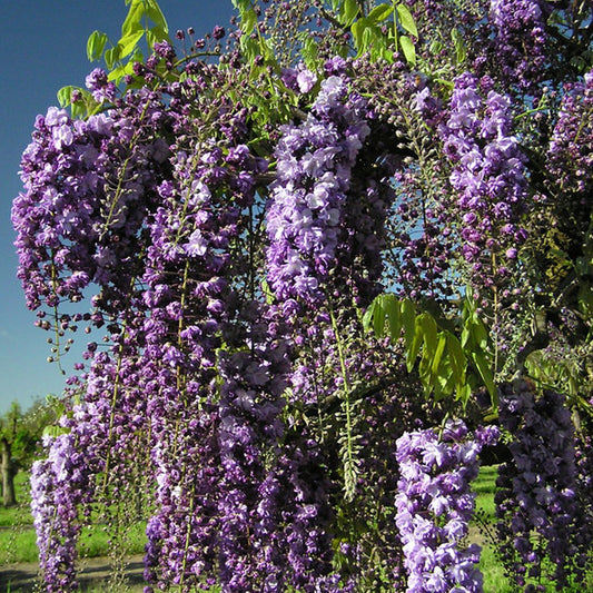 Climbing Wisteria floribunda 'Black Dragon' tree