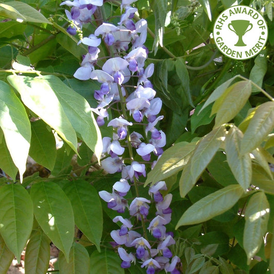 Climbing Wisteria floribunda 'Burford' tree