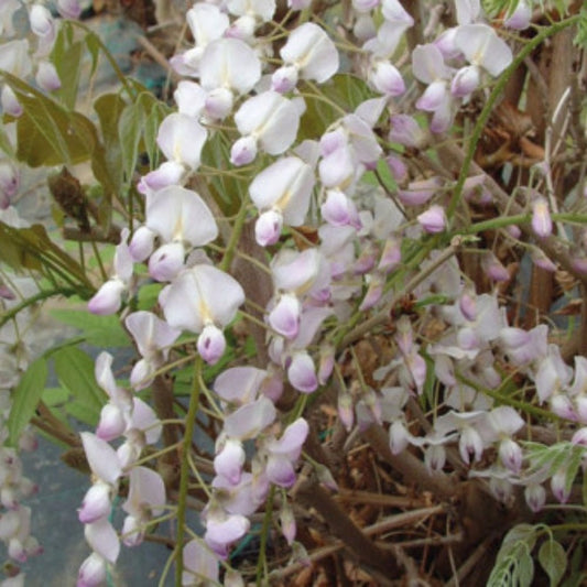 Wisteria floribunda Lipstick