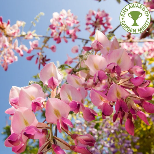 Wisteria floribunda Rosea