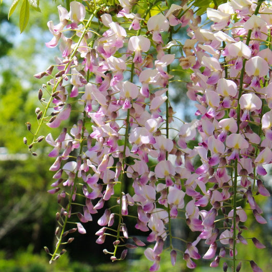 Wisteria floribunda 'Rosea'