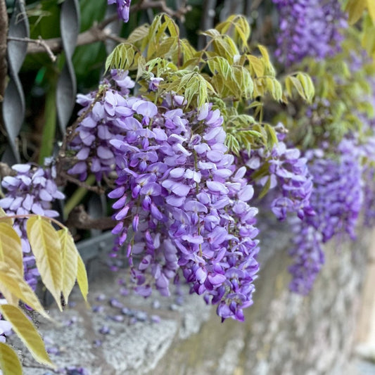 Wisteria Longwood Purple