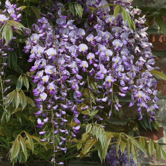 Climbing Wisteria sinensis 'Prematura' tree