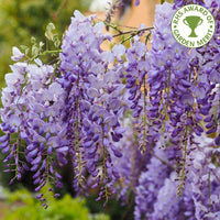 Wisteria sinensis Prolific