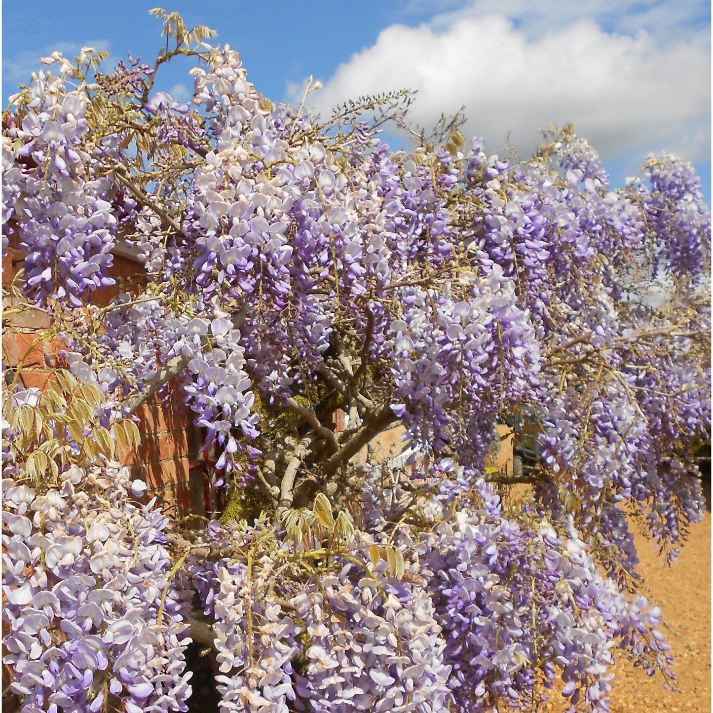 Wisteria sinensis Prolific