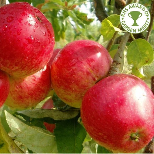 Worcester Pearmain apple tree