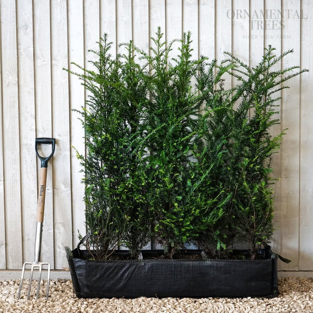 Yew instant hedging