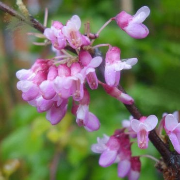 Pink Pom Poms Redbud